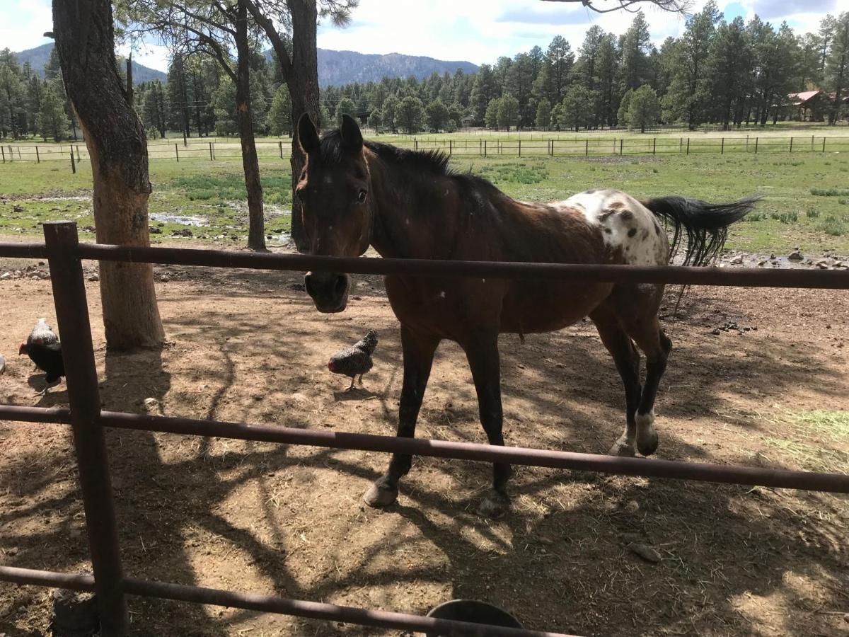 Grand Canyon Cottage At Historic Wrigley Ranch With Horseback Riding & Shooting Parks 外观 照片